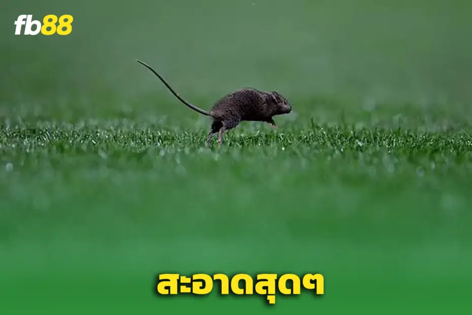 สะอาดเกิน.. ”โอลด์แทร็ฟฟอร์ด“ ได้รับคะแนนความสะอาด 2 ดาว